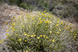 Image of rayless goldenhead