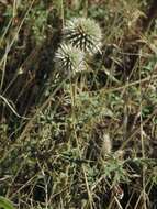 Image of Echinops sphaerocephalus subsp. sphaerocephalus