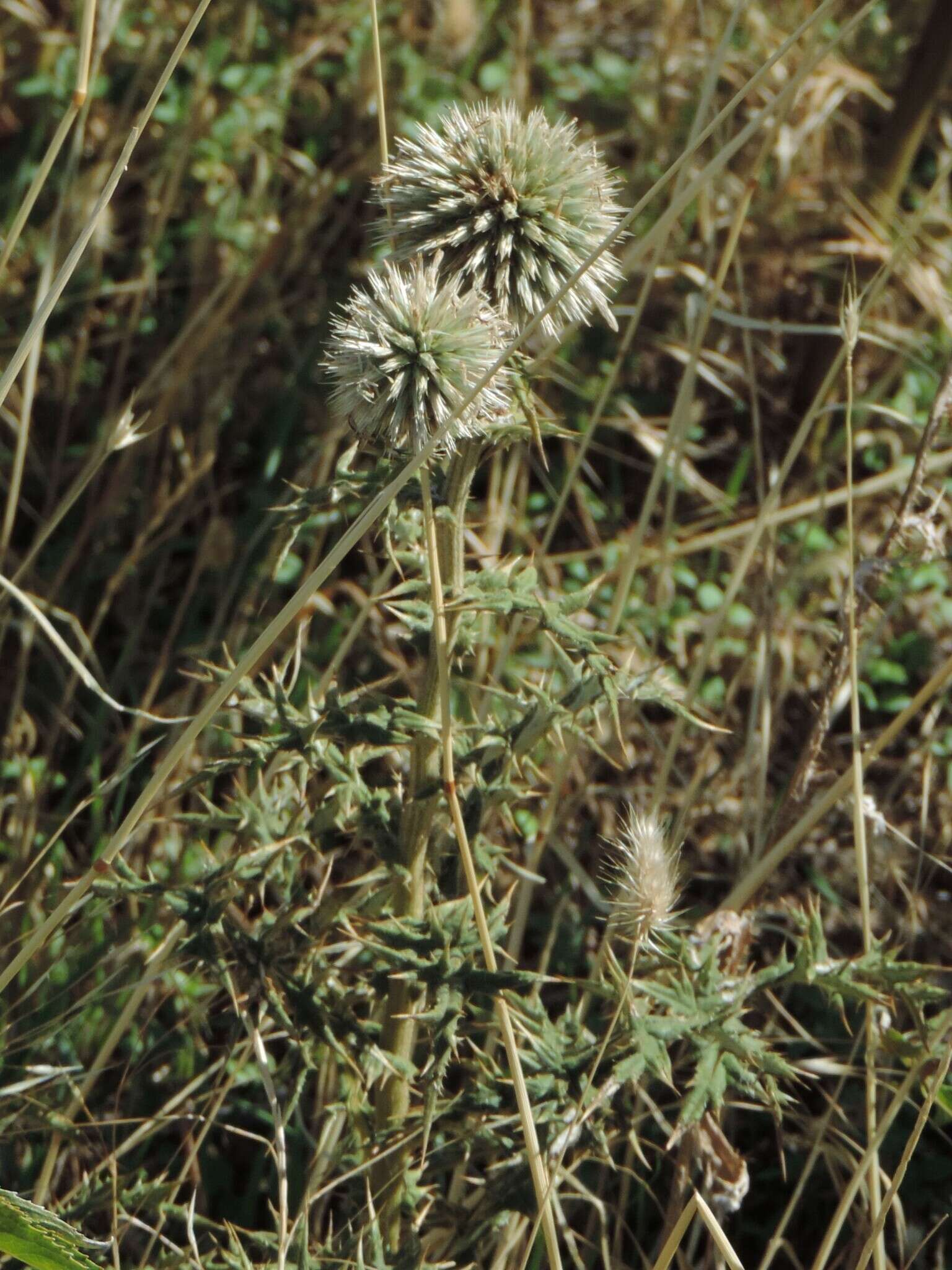 Image of Echinops sphaerocephalus subsp. sphaerocephalus