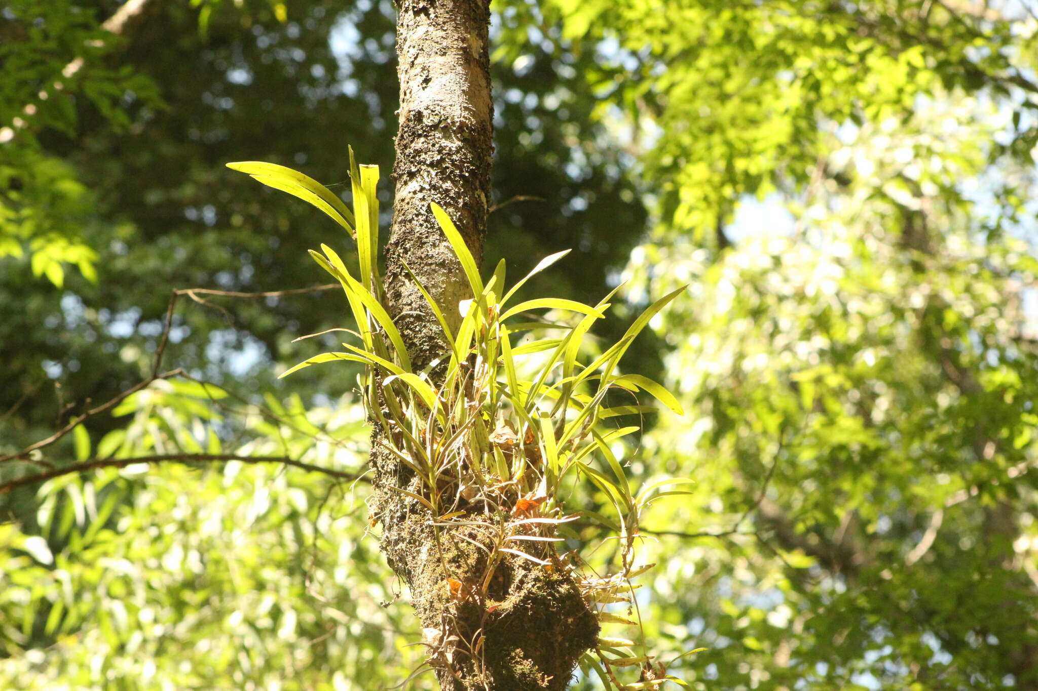 Image of Epidendrum anisatum Lex.