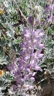 Image of San Luis lupine