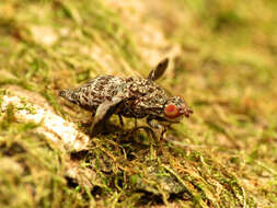 Image of Callopistromyia strigula (Loew 1873)