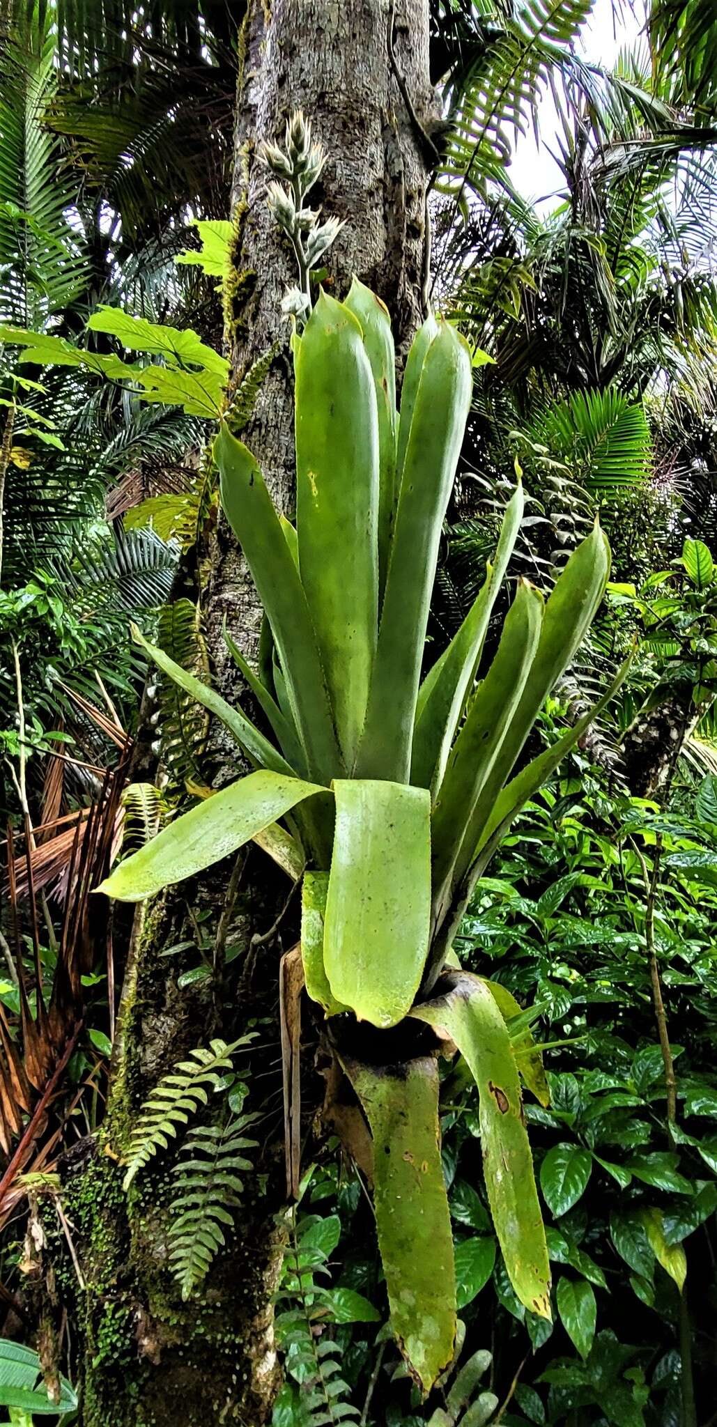 Image of Wittmackia portoricensis