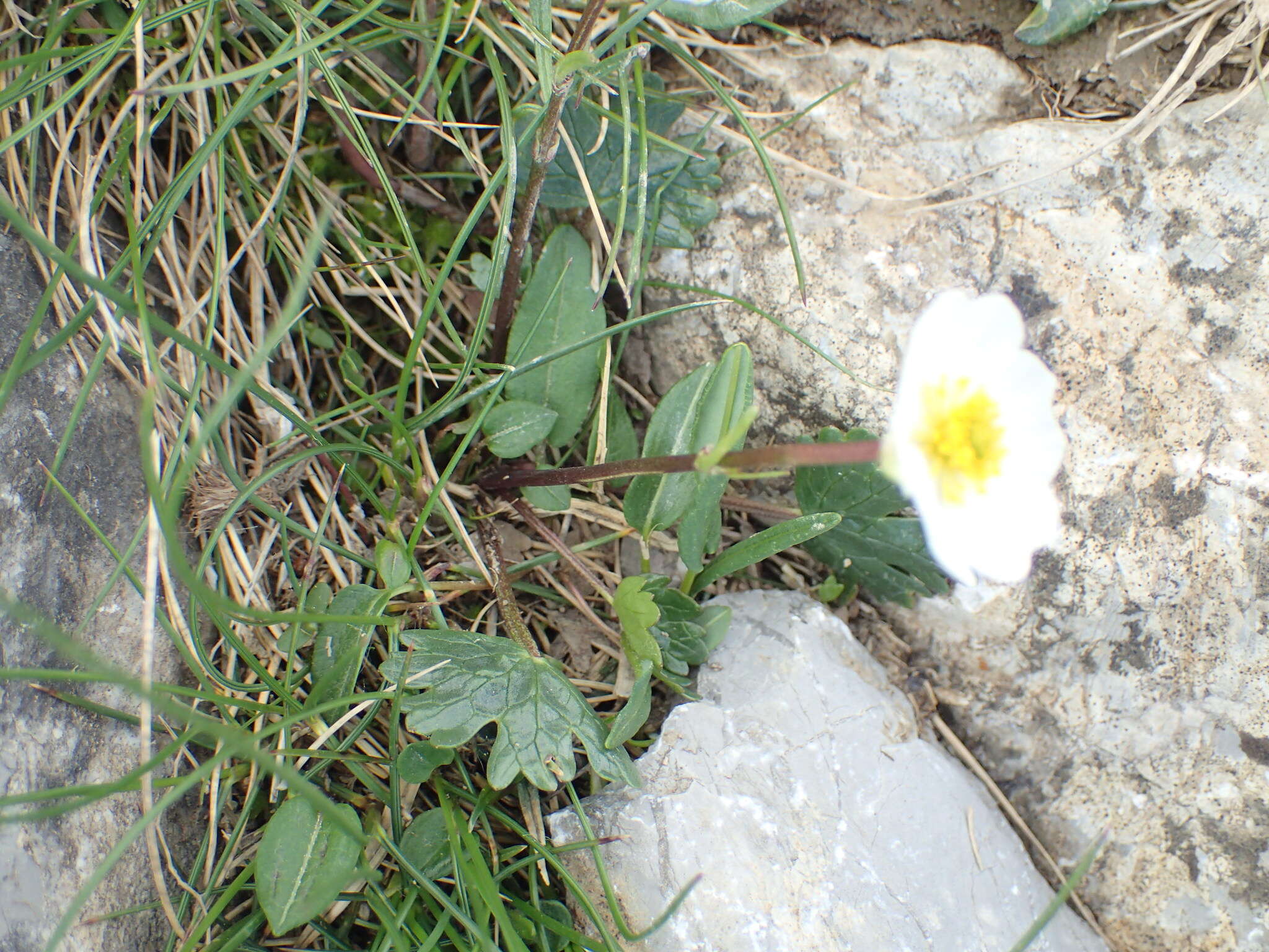 Image of Ranunculus alpestris subsp. alpestris