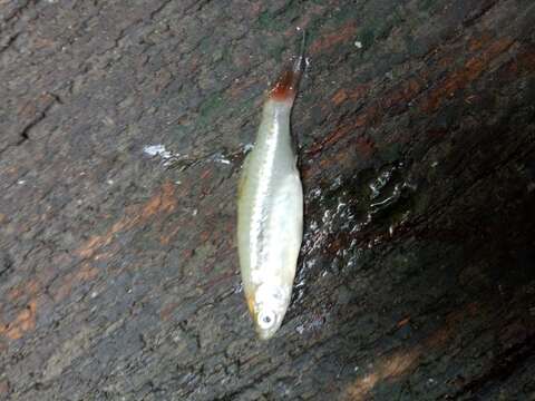 Image of Red-tailed Rasbora