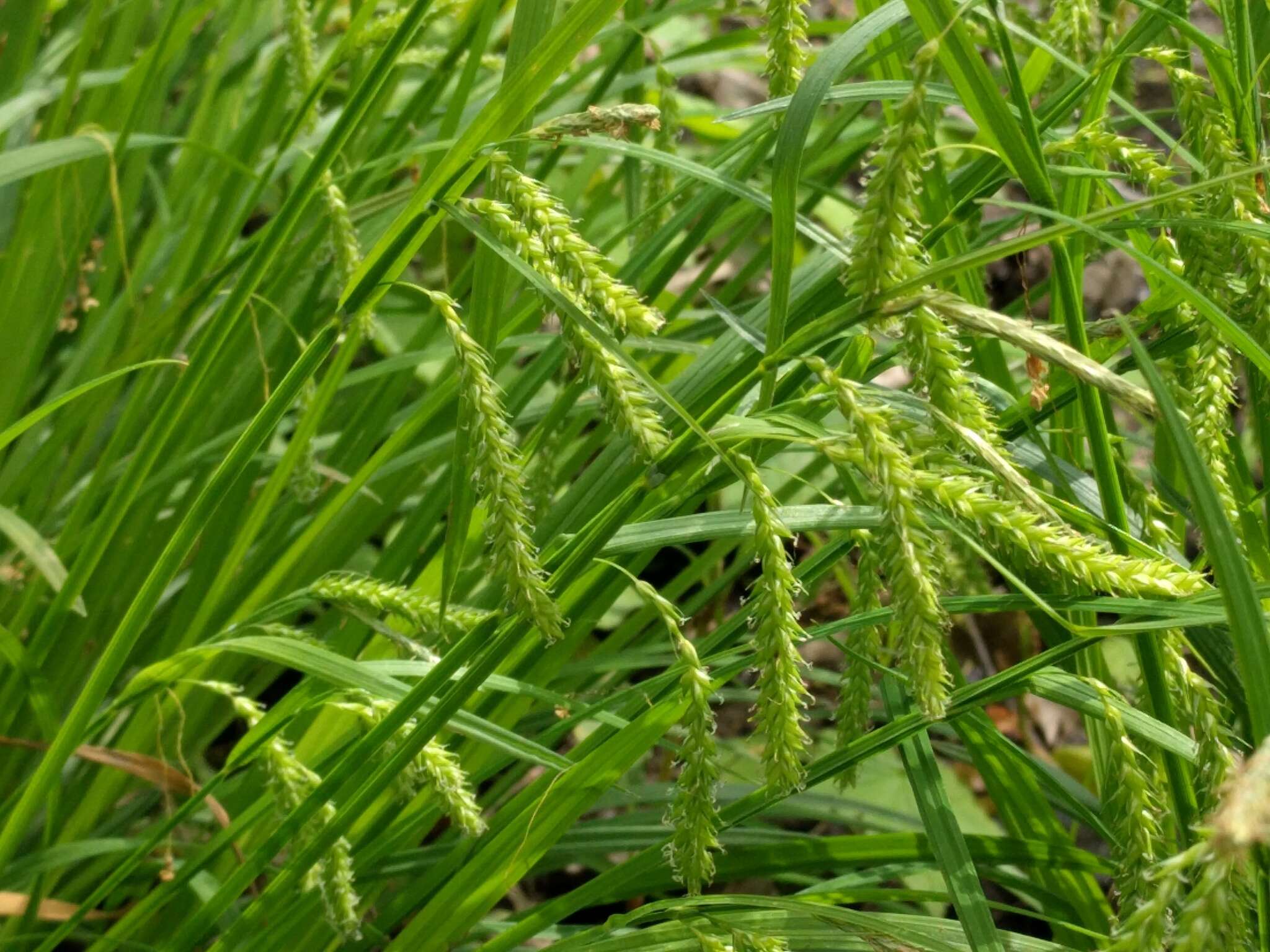 صورة Carex prasina Wahlenb.