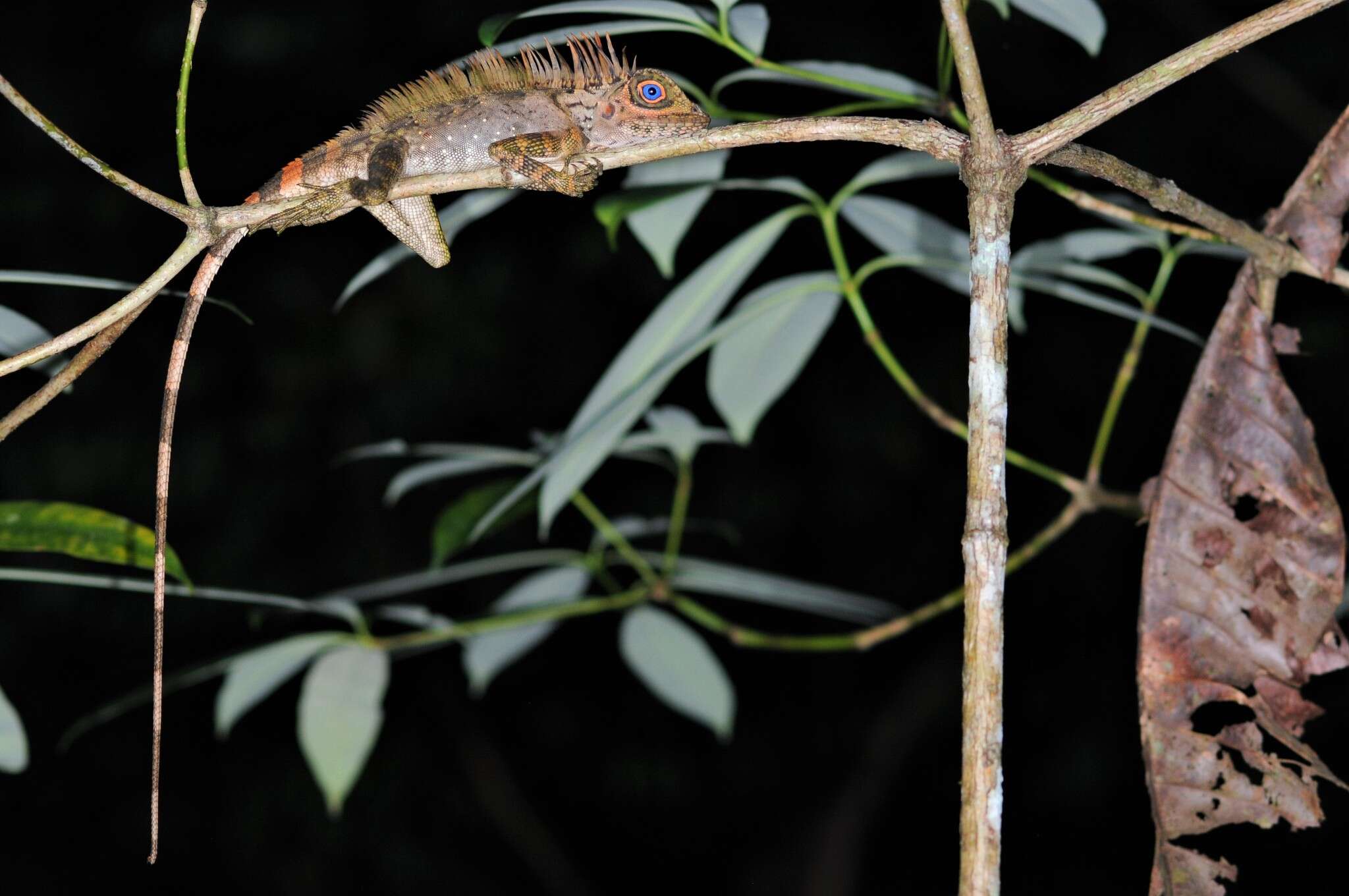 صورة Gonocephalus liogaster (Günther 1872)