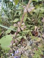 Image of Salvia japonica Thunb.