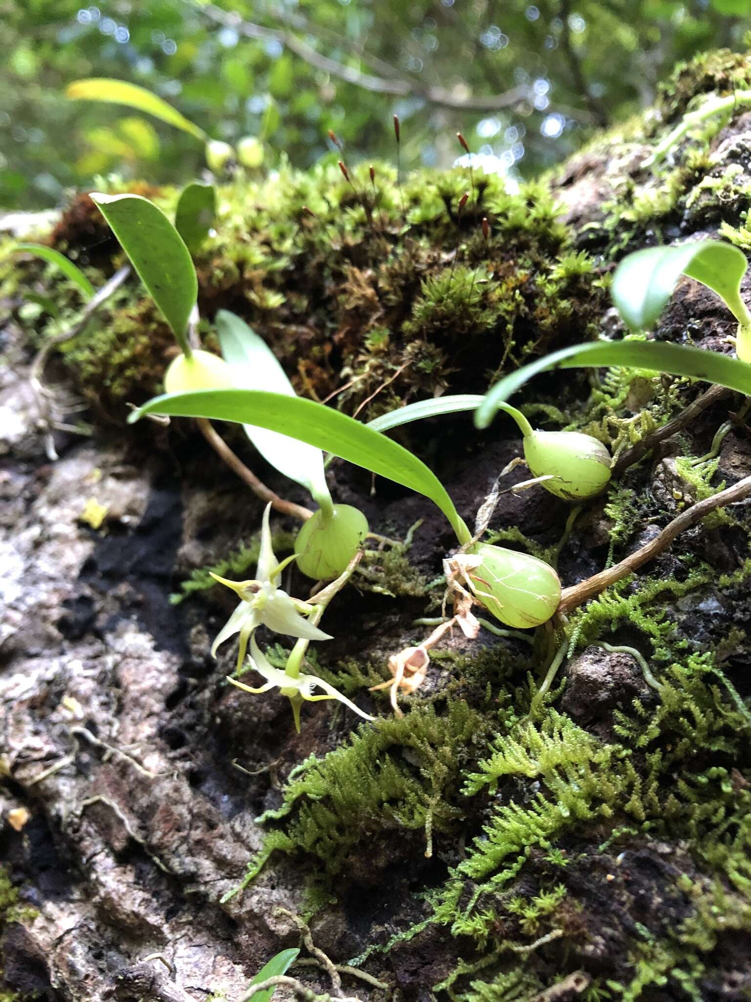 Image of Bulbophyllum bifurcatoflorens (Fukuy.) J. J. Verm., Schuit. & de Vogel