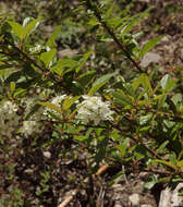 Imagem de Prunus emarginata var. mollis (Dougl.) Brewer