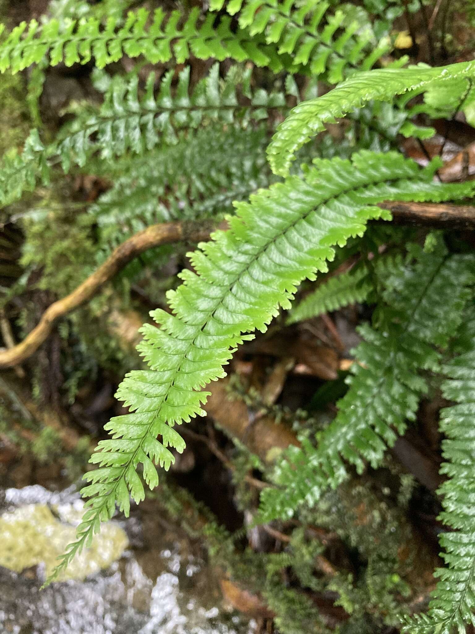 Image of Hymenasplenium cheilosorum (Kunze ex Mett.) Tag.