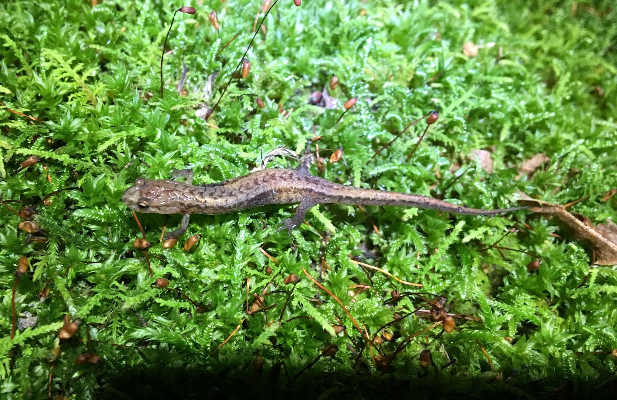 Image of Allegheny Mountain Dusky Salamander