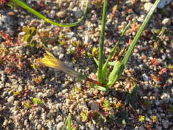 Image of Romulea flava var. flava