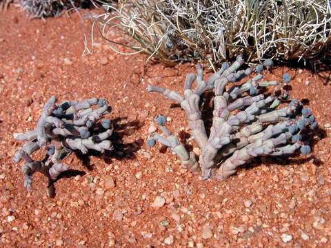 Image of Euphorbia juttae Dinter