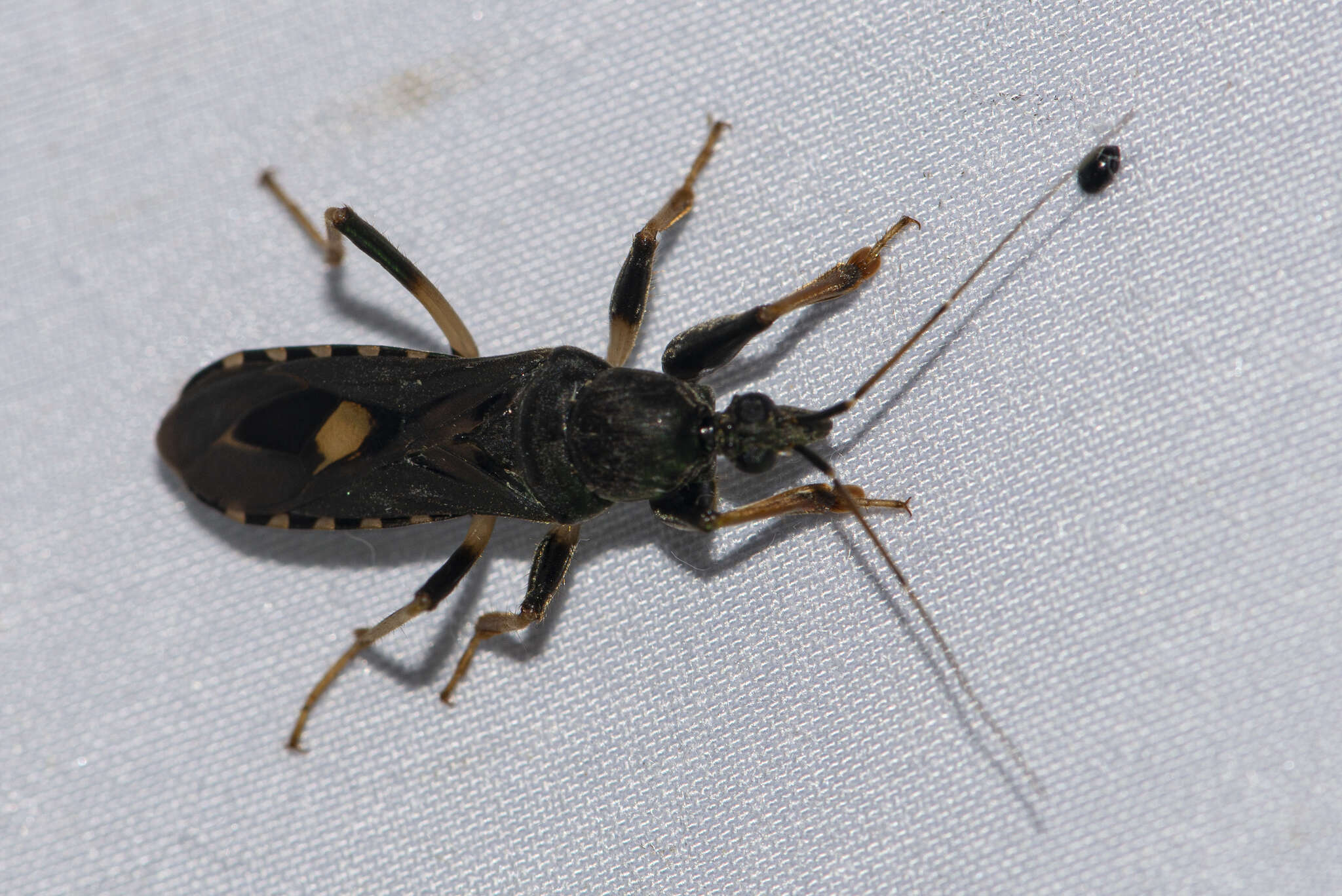 Image of Ectomocoris atrox (Stål 1855)