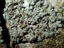 Image of Tremella phaeophysciae Diederich & M. S. Christ. 1996