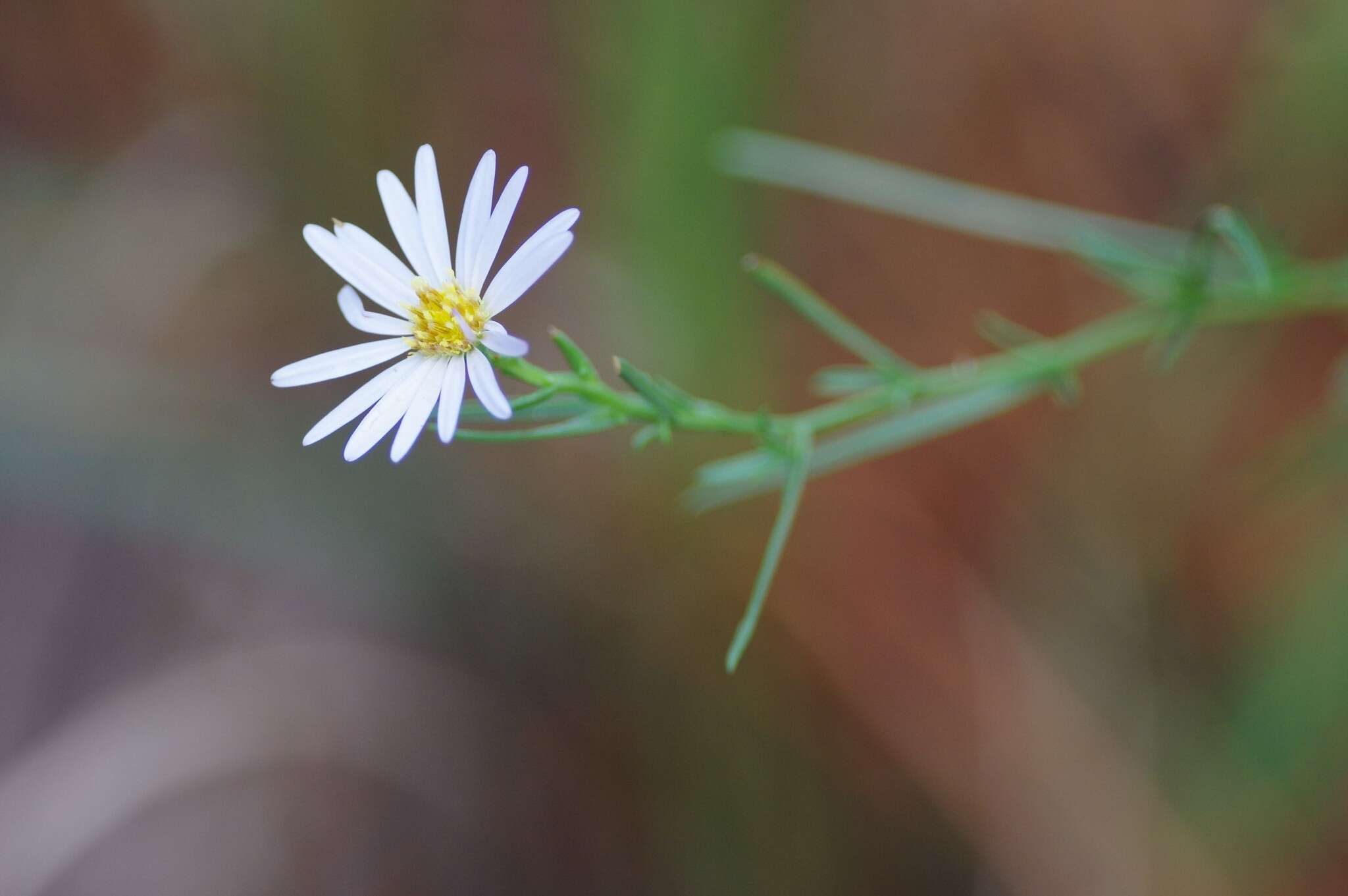 Image of rice button aster