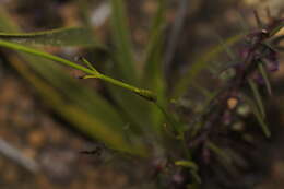 Image of Orianthera campanulata (R. Br.) C. S. P. Foster & B. J. Conn