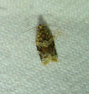 Argyrotaenia velutinana Walker 1863的圖片