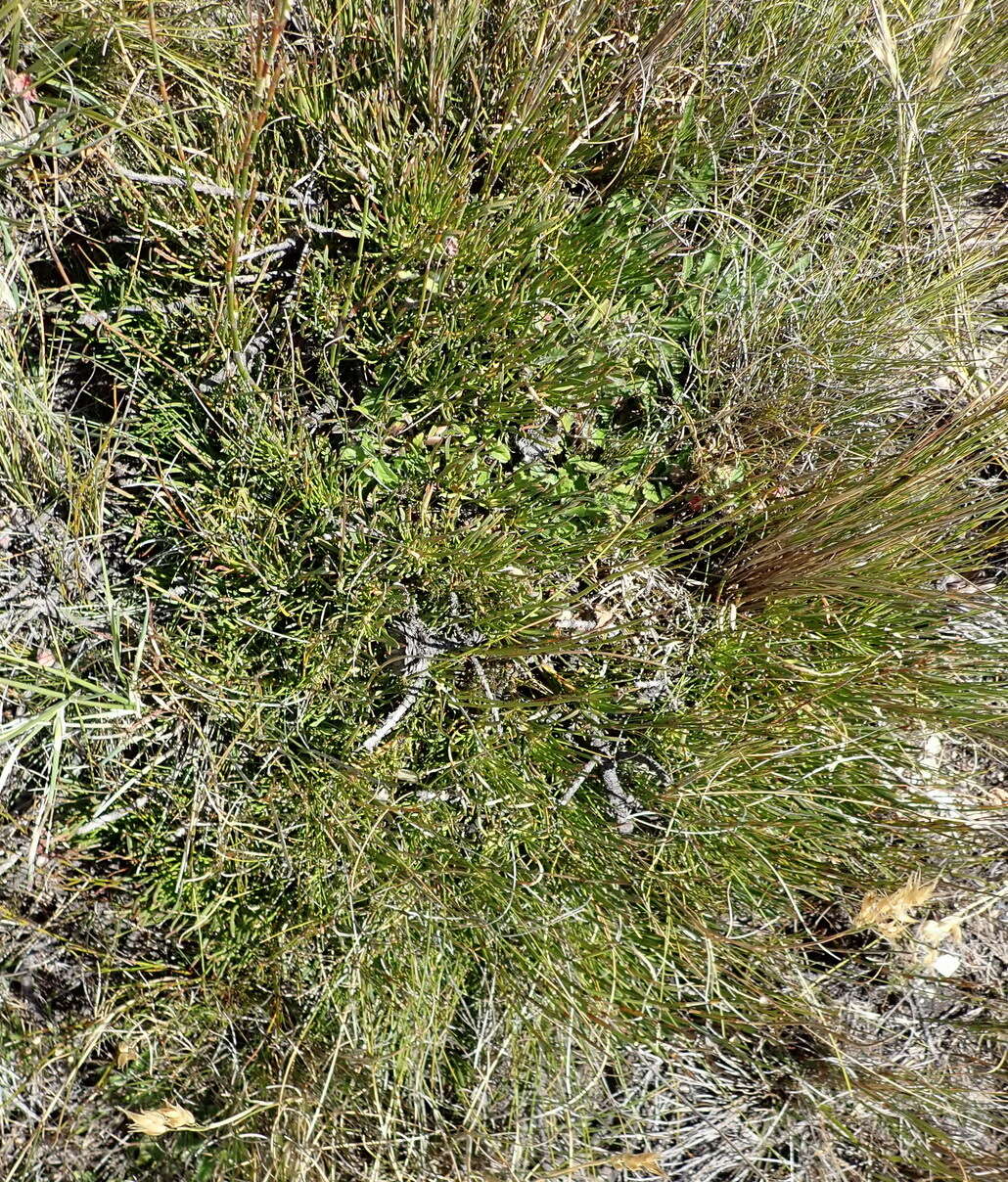 Image of Protea montana E. Mey. ex Meissn.