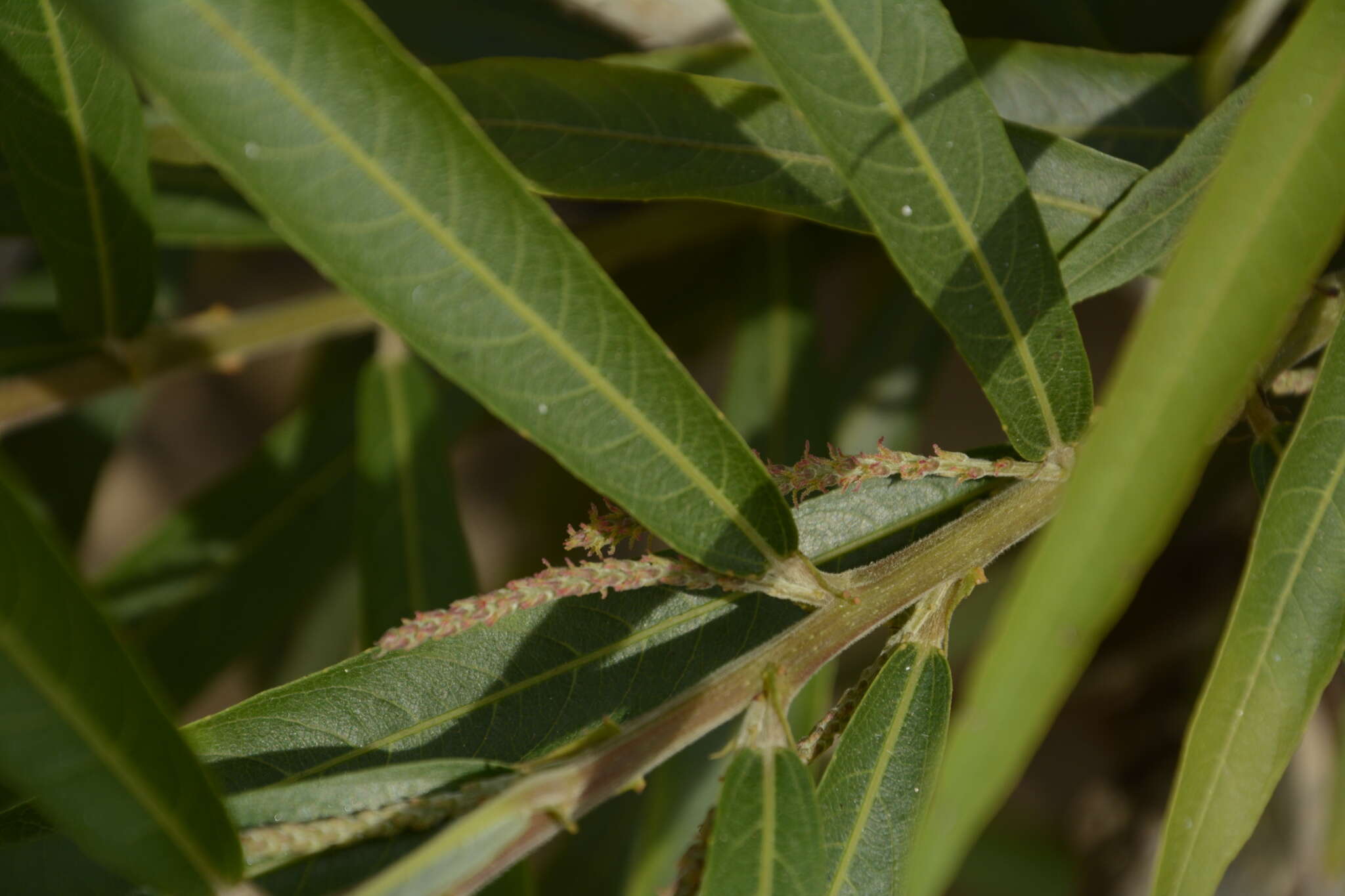 Image of Willow-Leaved Water Croton