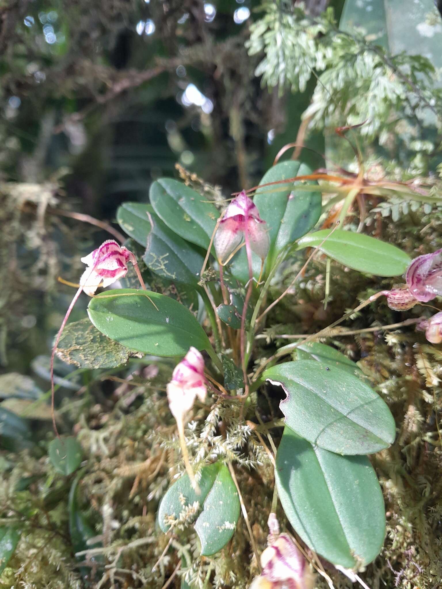 Image of Masdevallia nidifica Rchb. fil.