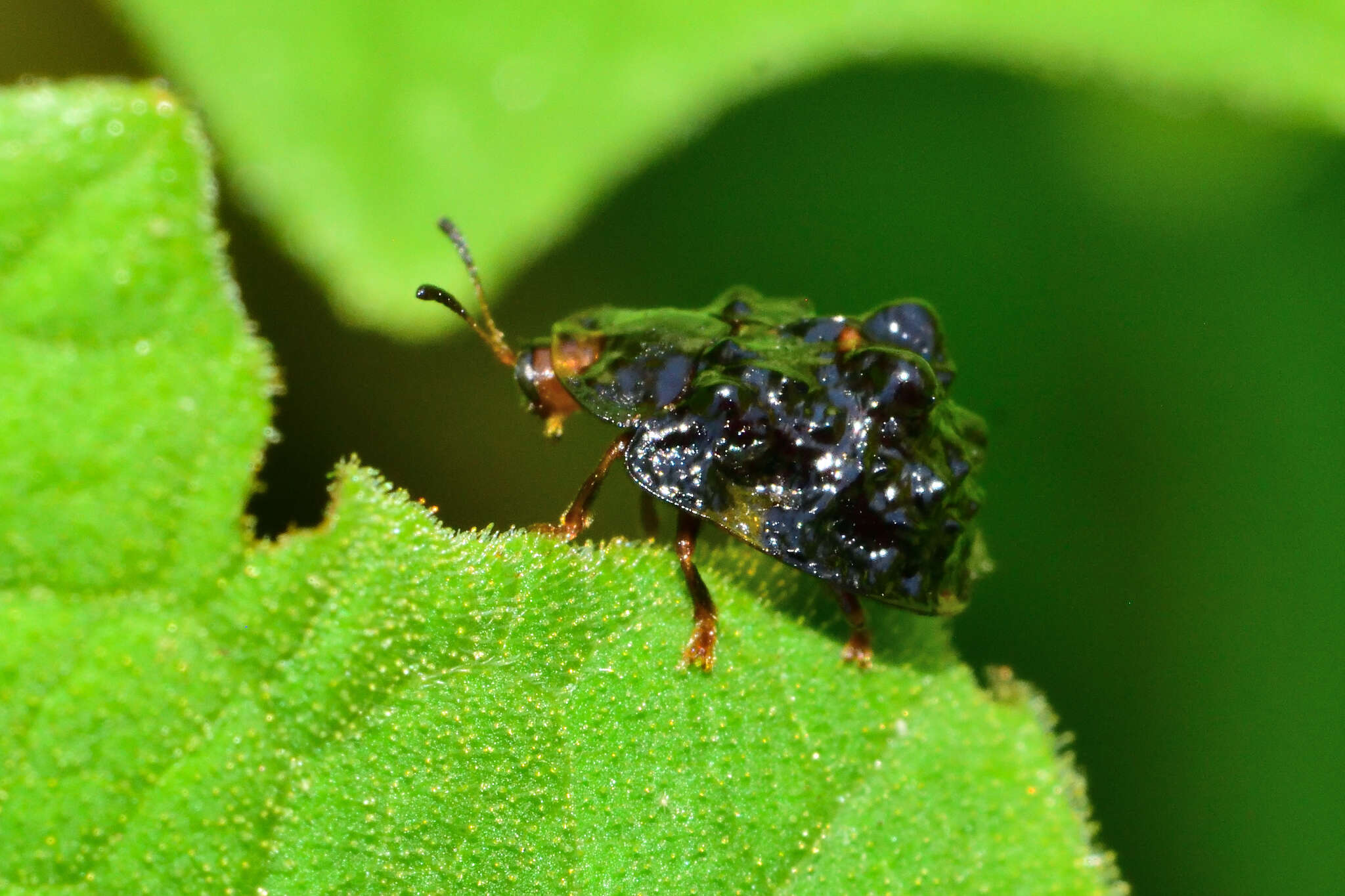 Parorectis rugosa (Boheman 1854) resmi