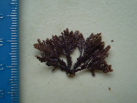 Image of <i>Bossiella plumosa</i>