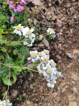 صورة Achillea clusiana Tausch