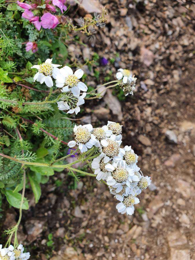 صورة Achillea clusiana Tausch