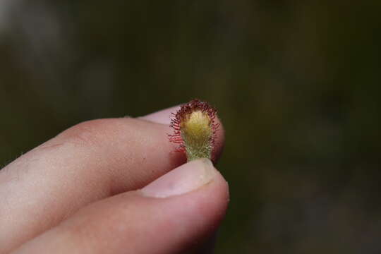 Image of Australian sundew