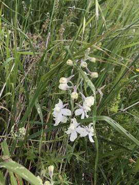 Delphinium variegatum subsp. kinkiense (Munz) M. J. Warnock的圖片