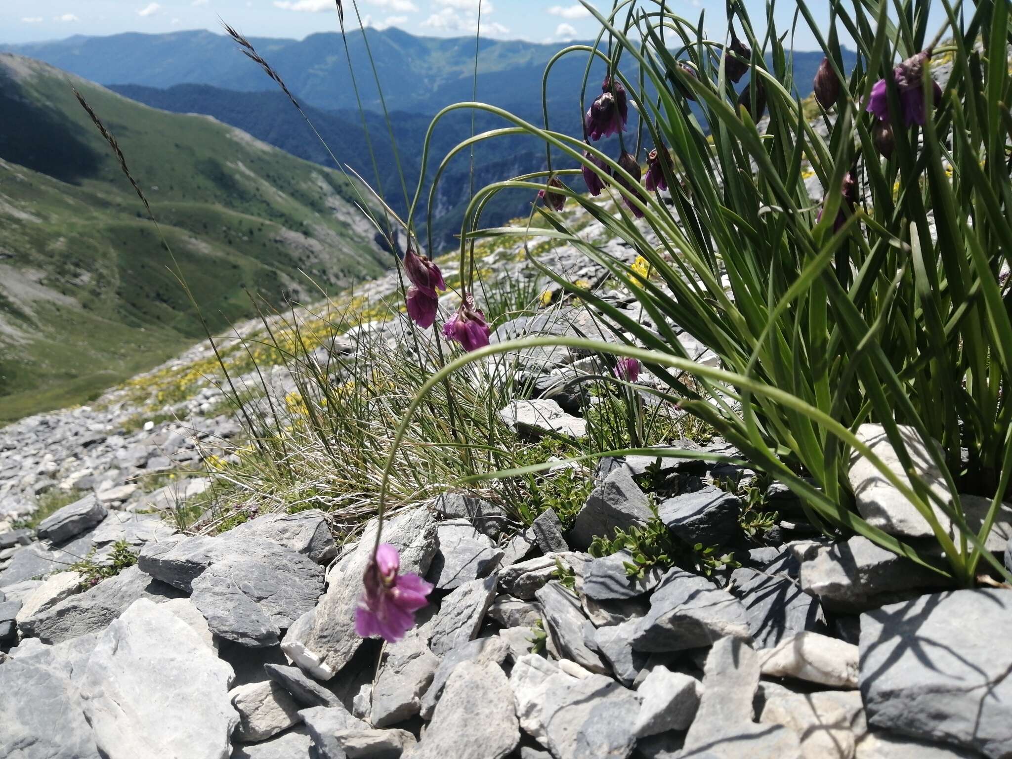 Image of Allium narcissiflorum Vill.