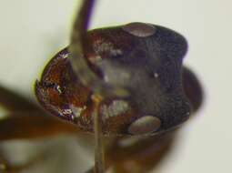 Image of Narrow headed ant