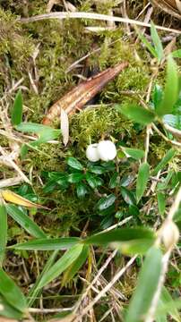 Image of Gaultheria borneensis Stapf