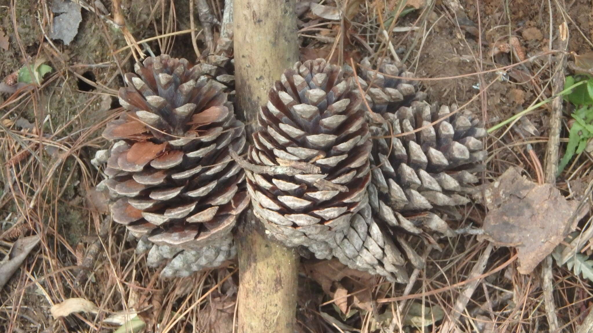 Pinus leiophylla Schiede ex Schltdl. & Cham. resmi