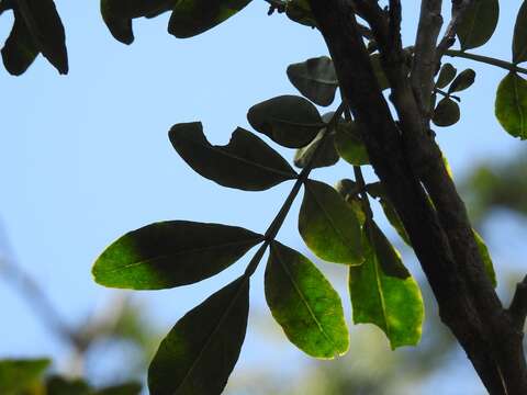 Zanthoxylum quassiifolium (J. D. Sm.) Standl. & Steyerm.的圖片