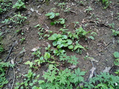 Image of Asarum europaeum subsp. europaeum