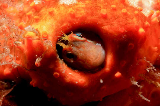 Image of Crested Blenny