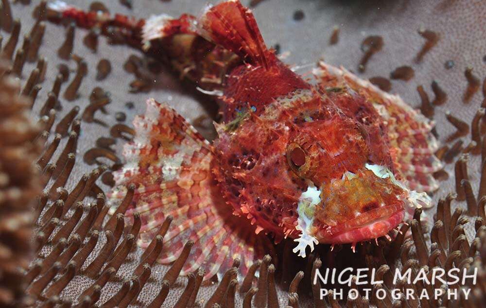 Image of Raggy scorpionfish