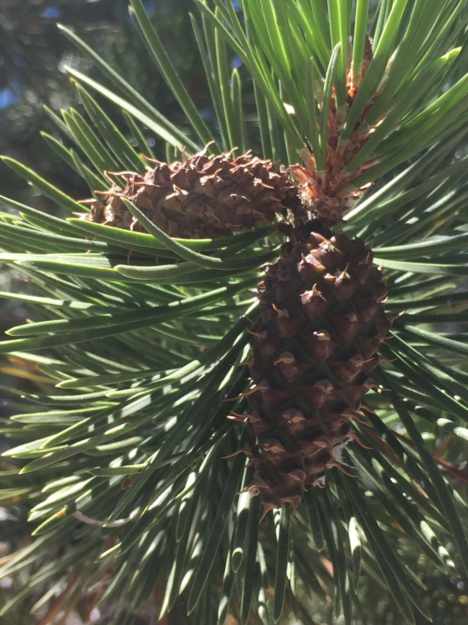 Imagem de Pinus contorta var. murrayana (Balf.) Engelm.