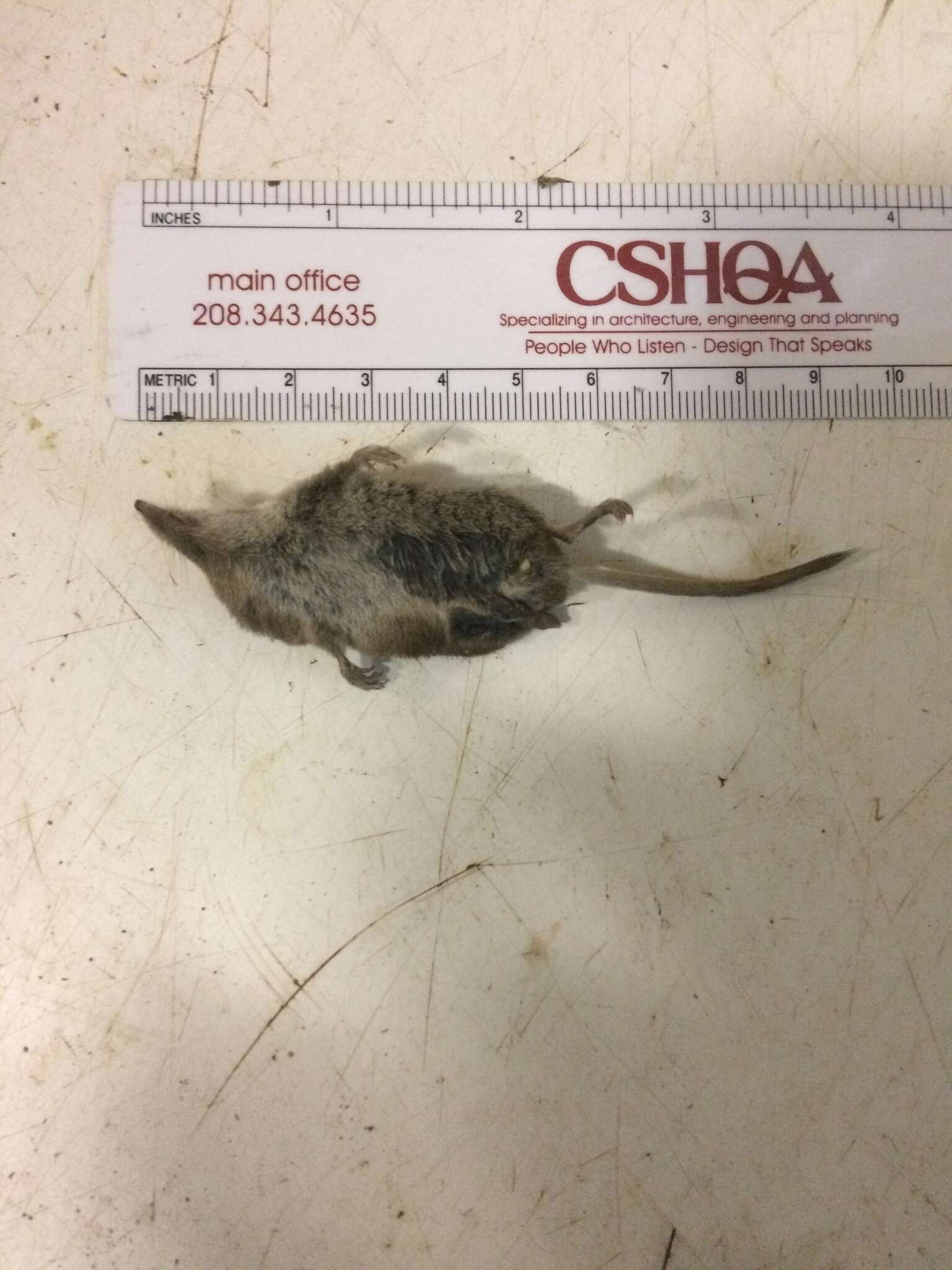 Image of Cinereus Shrew (Masked Shrew)