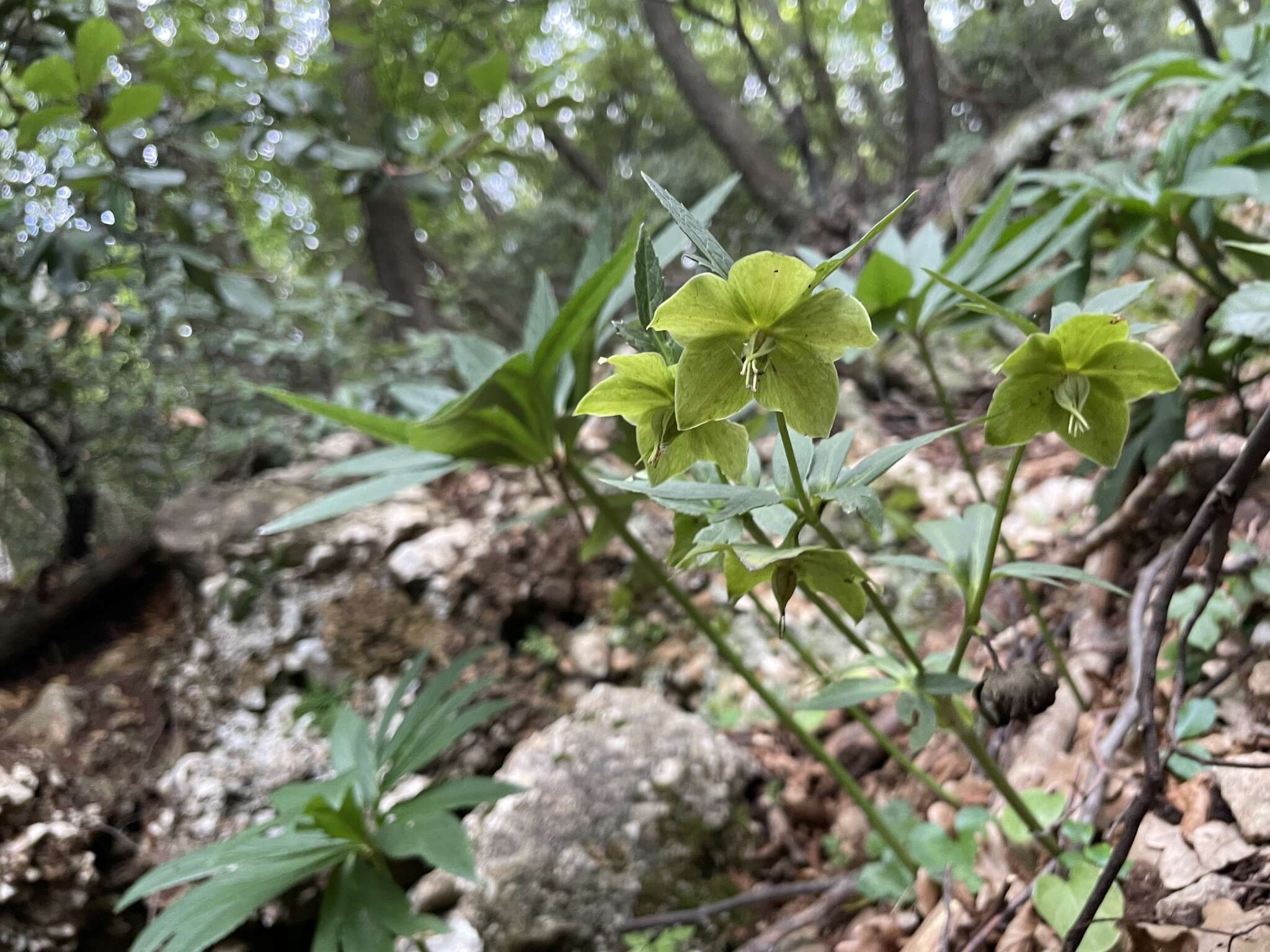 Image of Helleborus bocconei Ten.