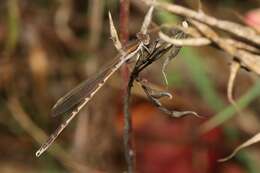 Image of Common Winter Damsel