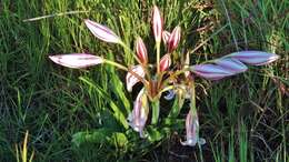 Imagem de Crinum macowanii Baker