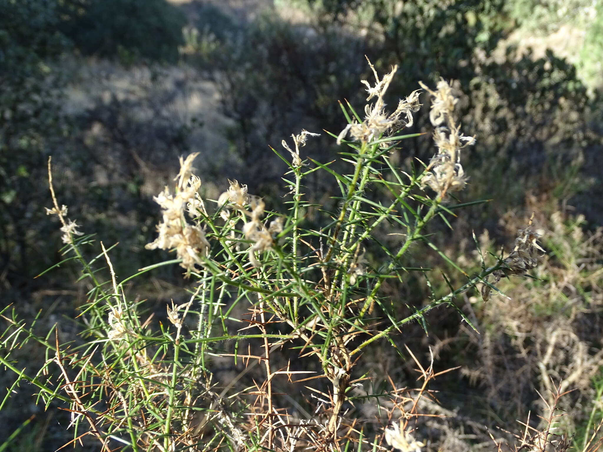 صورة Genista hirsuta M. Vahl