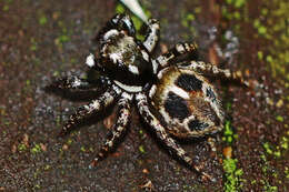 Image of Twinflagged Jumping Spider