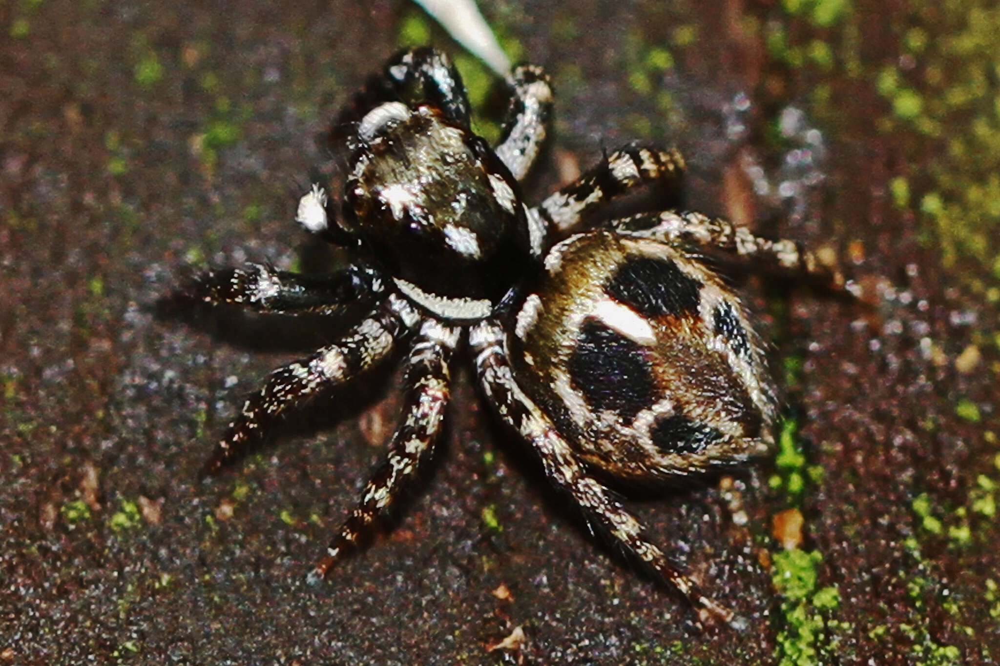 Image of Twinflagged Jumping Spider