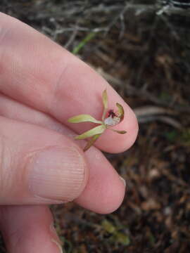 صورة Caladenia atradenia D. L. Jones, Molloy & M. A. Clem.