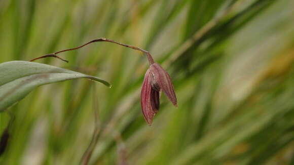 Image of Stelis pachyglossa (Lindl.) Pridgeon & M. W. Chase